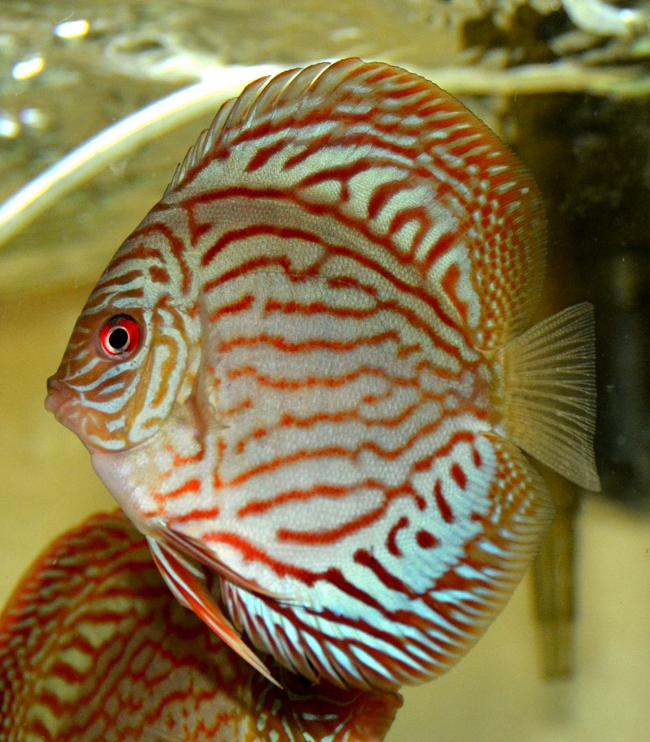 Rufus's Altum Floras Page 4